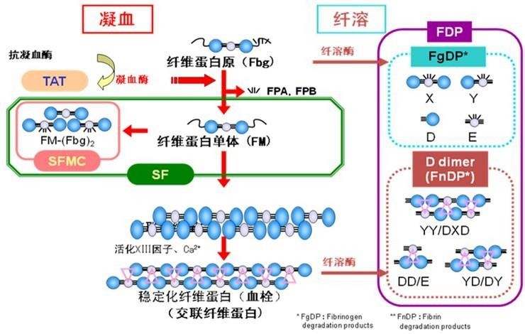 关于D-二聚体——你想了解的那些事